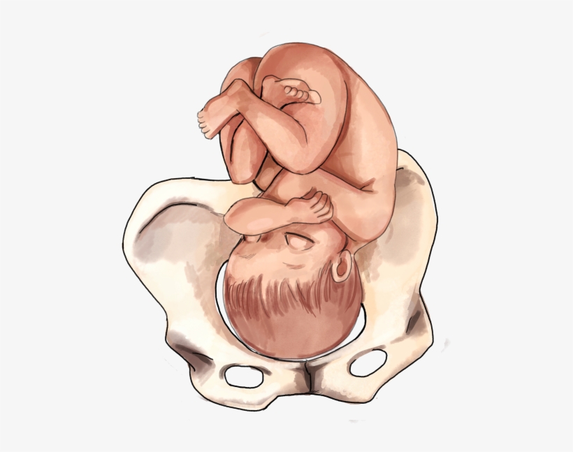 The Ultimate Guide To Baby Position In The Womb - 3rd Trimester Baby Positions, transparent png #1206515