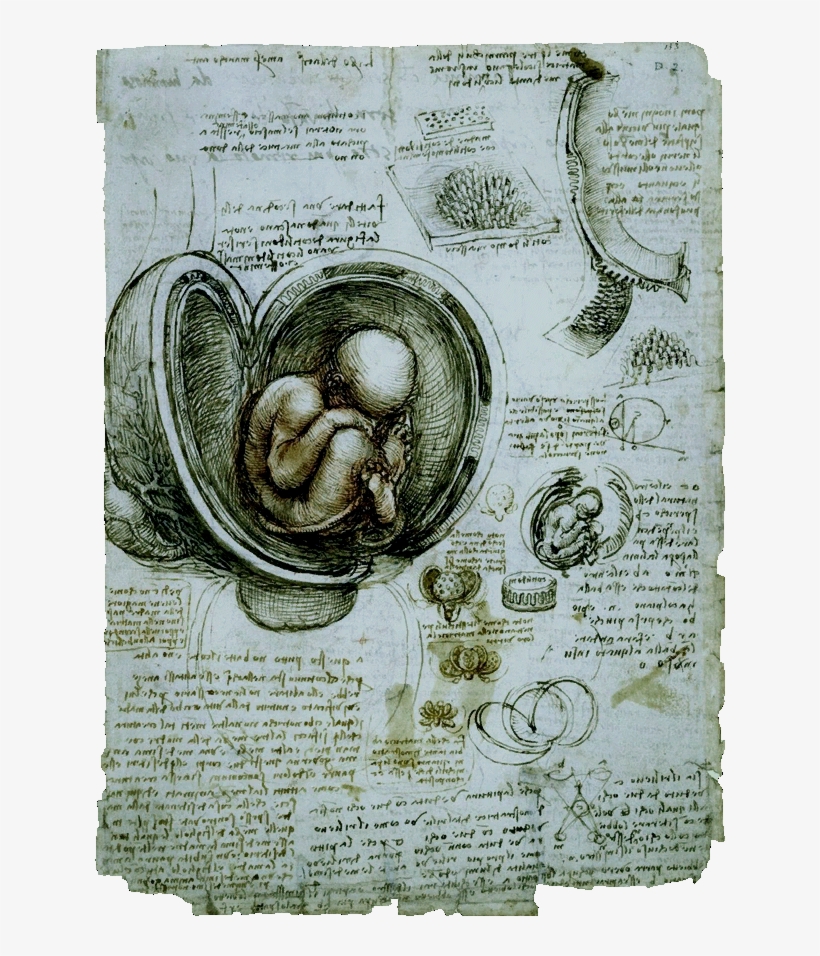Ac4bf The Fetus In The Womb - Leonardo Da Vinci Studies Of The Fetus, transparent png #1206645