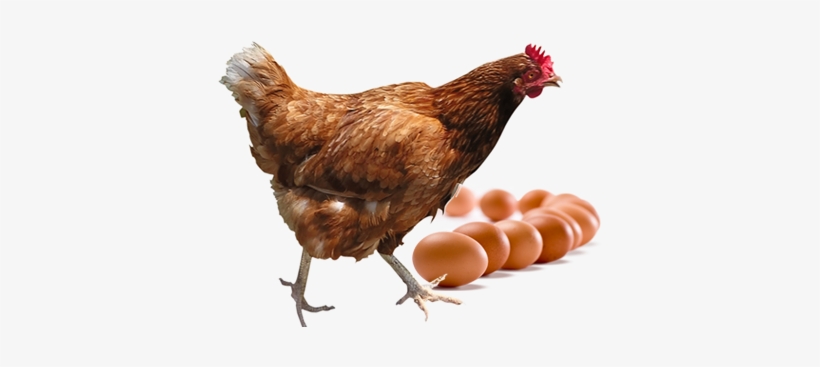 Just As Important As The Quality Of Our Product We - Transparent Background Chicken Png, transparent png #1206756