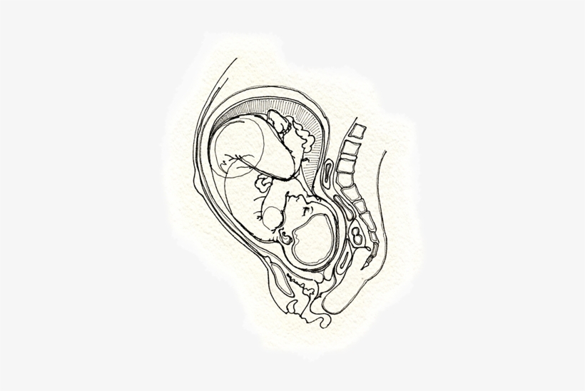 Fetus - Sketch, transparent png #1206917