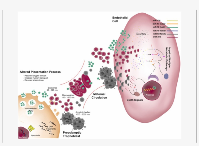 As In Normal Pregnancy Extracellular Vesicles Include - Exosome, transparent png #1207901