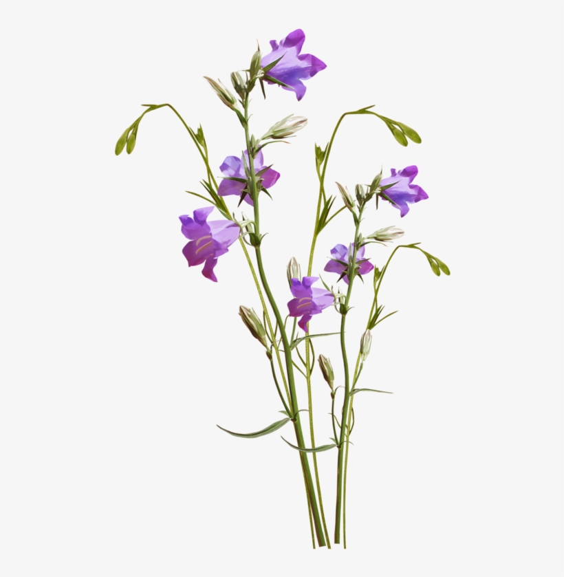 Yandeks - Fotki - Botanical Illustration, transparent png #1209415