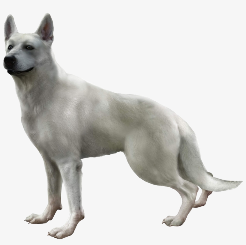 Hewie - Haunting Ground Dog, transparent png #1209481