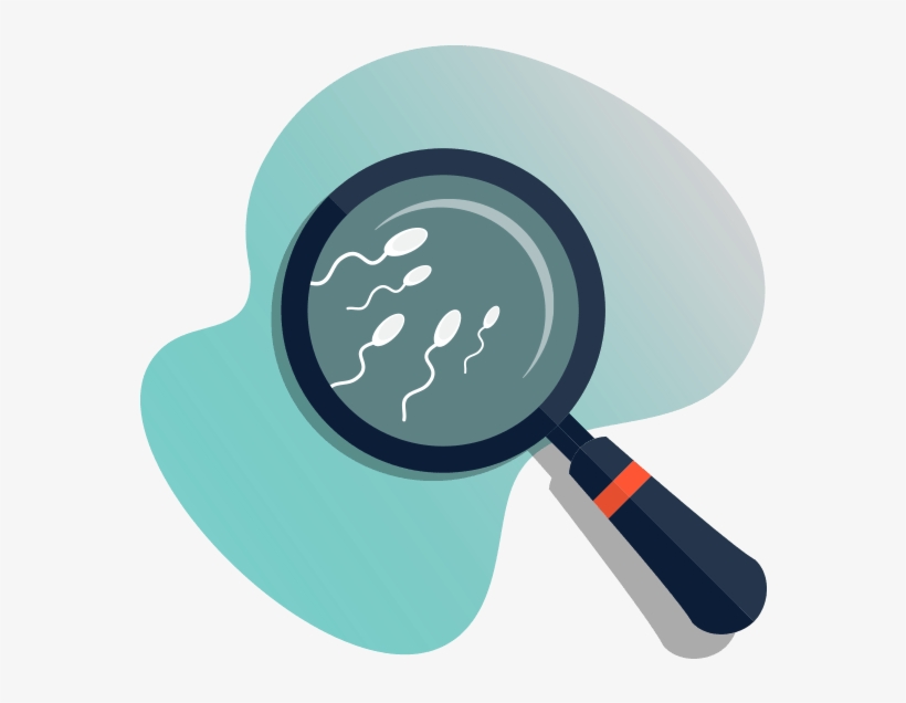 Male Seaman Analysis - Male, transparent png #1209563