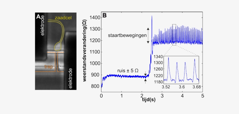 Caffeine, transparent png #1209819