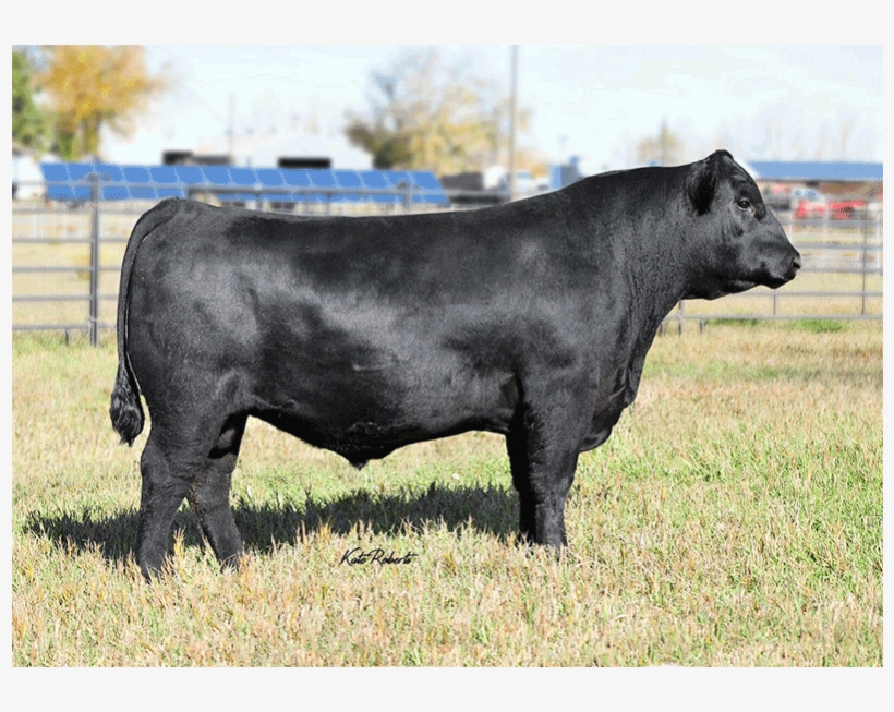 Wcf Payweight 5228 Angus Semen - Southern Cattle Company, transparent png #1210045