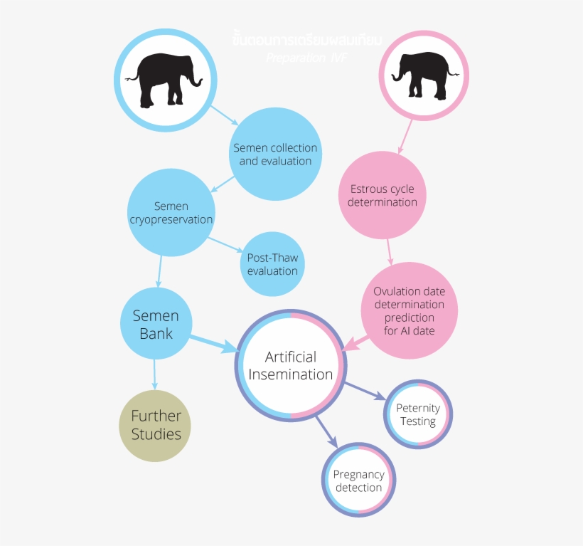 Insemination Is Divided Into 2 Experimental Periods - Diagram, transparent png #1210065