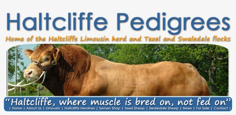 Haltcliffe Semen Store - Limousin Cattle, transparent png #1210232