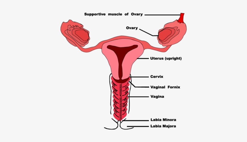 Picture - Shark Brain Vagina, transparent png #1210349