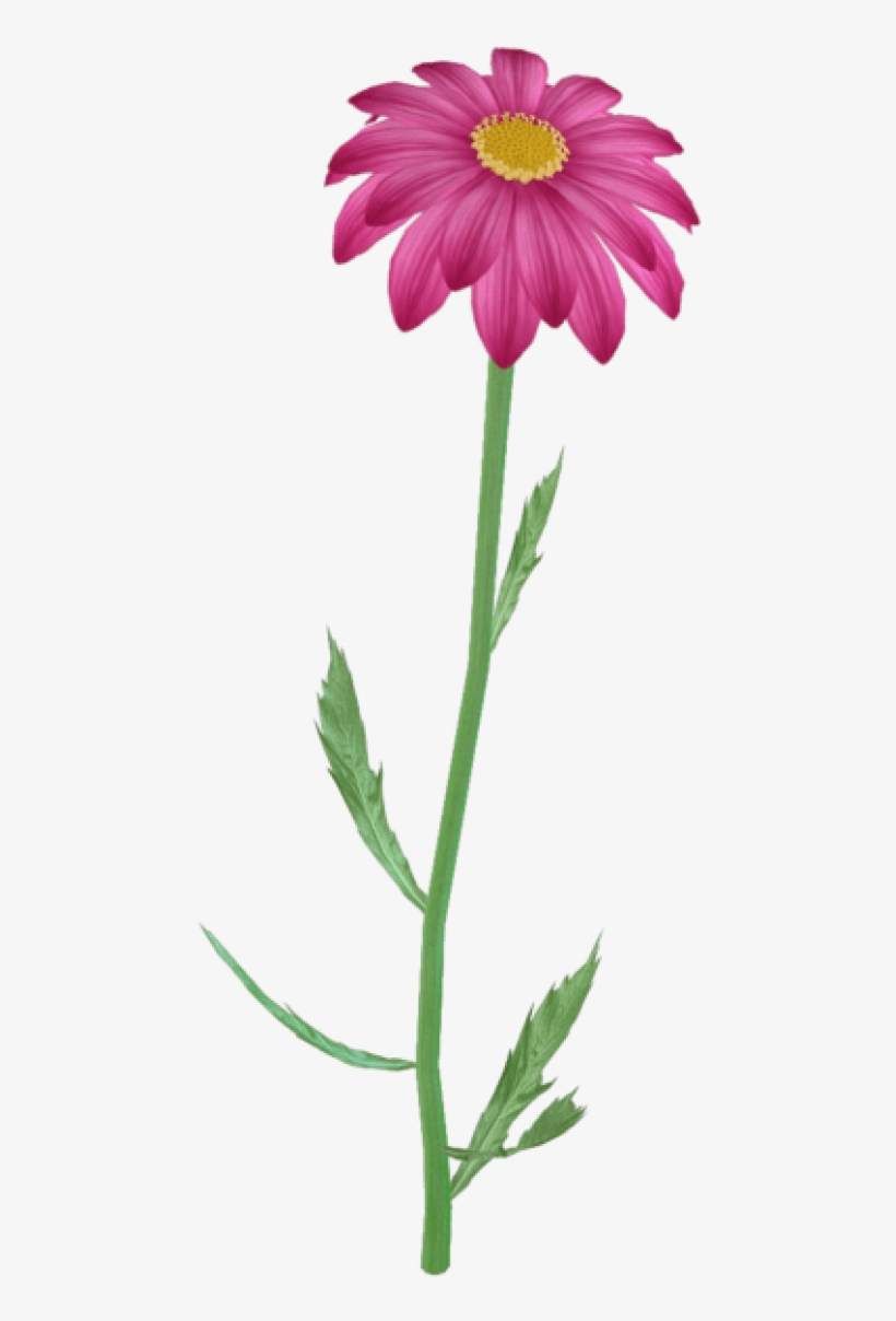 Flower Clipart Png, Purple Daisy, Pink Flowers, Flower - Steam Flower, transparent png #1210398