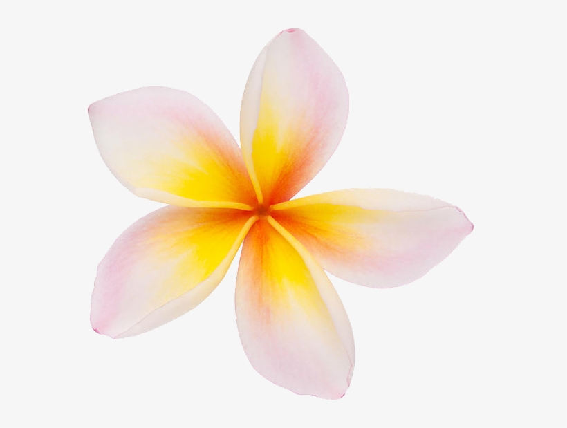 Plumeria Clipart Png, transparent png #1210422