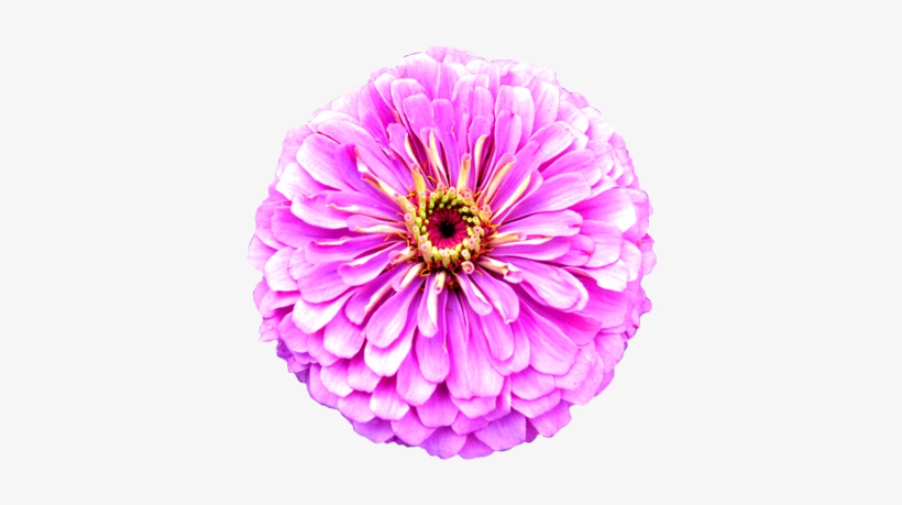 Flower Image Gallery Flower - Clipart Of Real Flowers, transparent png #1210676