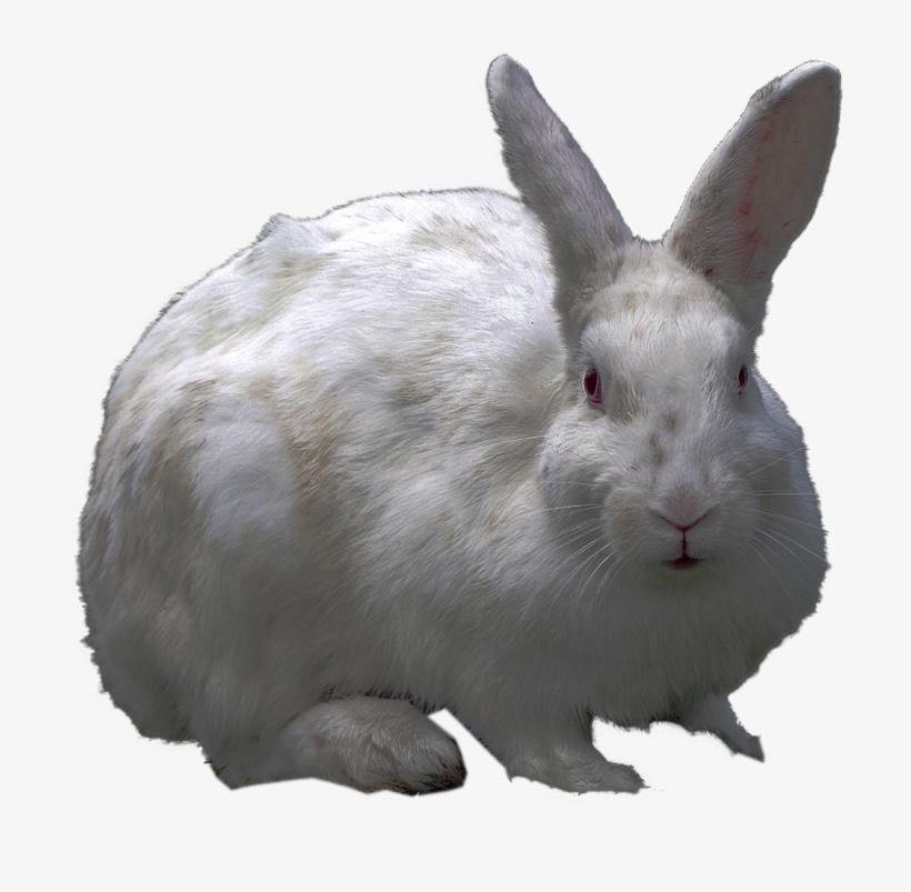 Free Icons Png - White Rabbit Png, transparent png #1210718