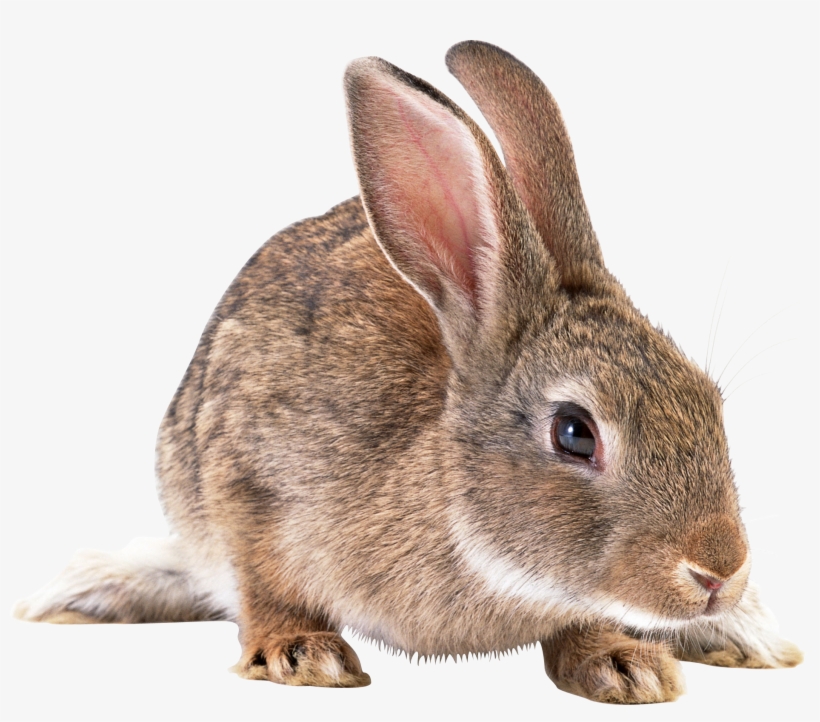 Bunny Clipart Wild Rabbit - Rabbit Png, transparent png #1211219