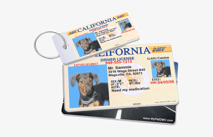 View Our Custom Pet Id Tags - Dog Id, transparent png #1212027