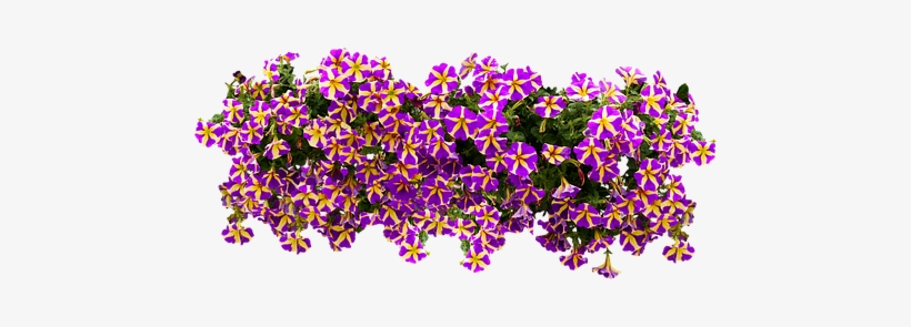 Piante Balcone Png, transparent png #1213002