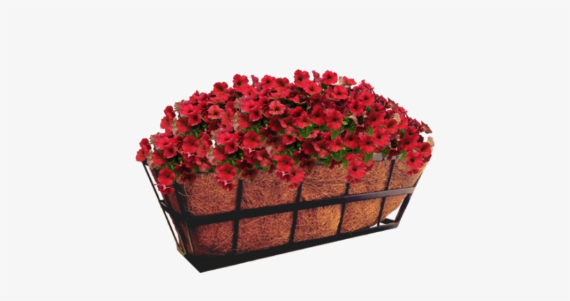 Hazzard's Seeds Petunia-spreading Easy Wave Velour, transparent png #1213113