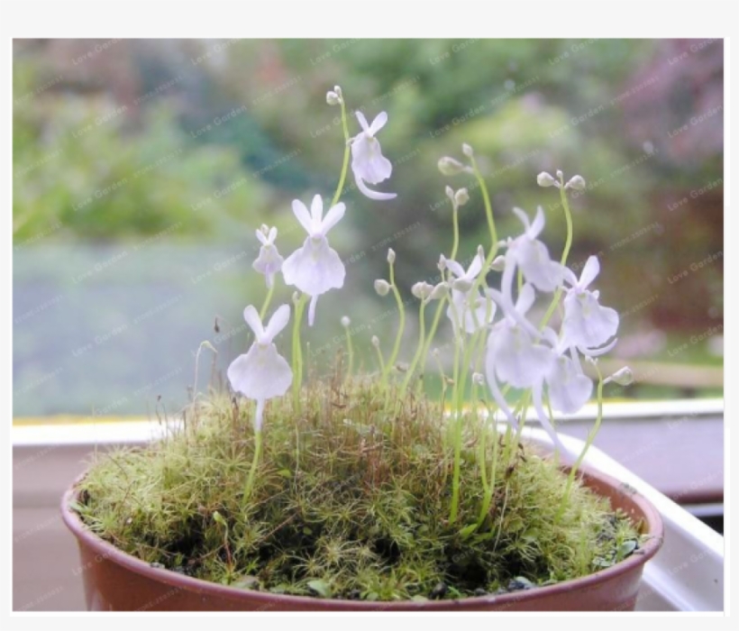 100 Particles /bag Small White Rabbit Bladderwort Carnivorous - Utricularia, transparent png #1213155