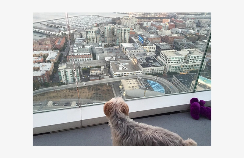 Safariartist Baxter Enjoying City Living From The Balcony - Sapsali, transparent png #1214248