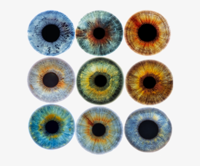 Color De Iris - Viking Shield, transparent png #1216290