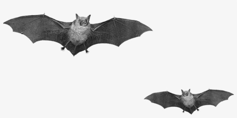 Bats Png, transparent png #1216716