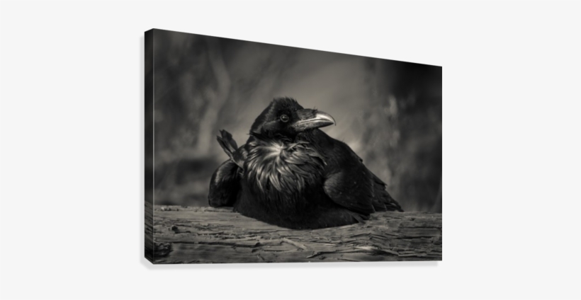 Jabba The Raven Canvas Print - Jabba The Hutt, transparent png #1220831