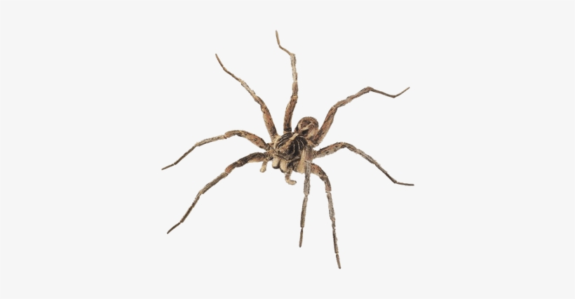 Brown Spider - Wolf Spider, transparent png #1222059