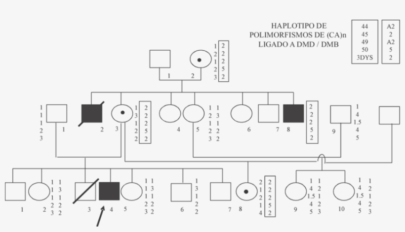 Detección De Portadoras De Distrofia Muscular Duchenne/becker - Diagram, transparent png #1222520