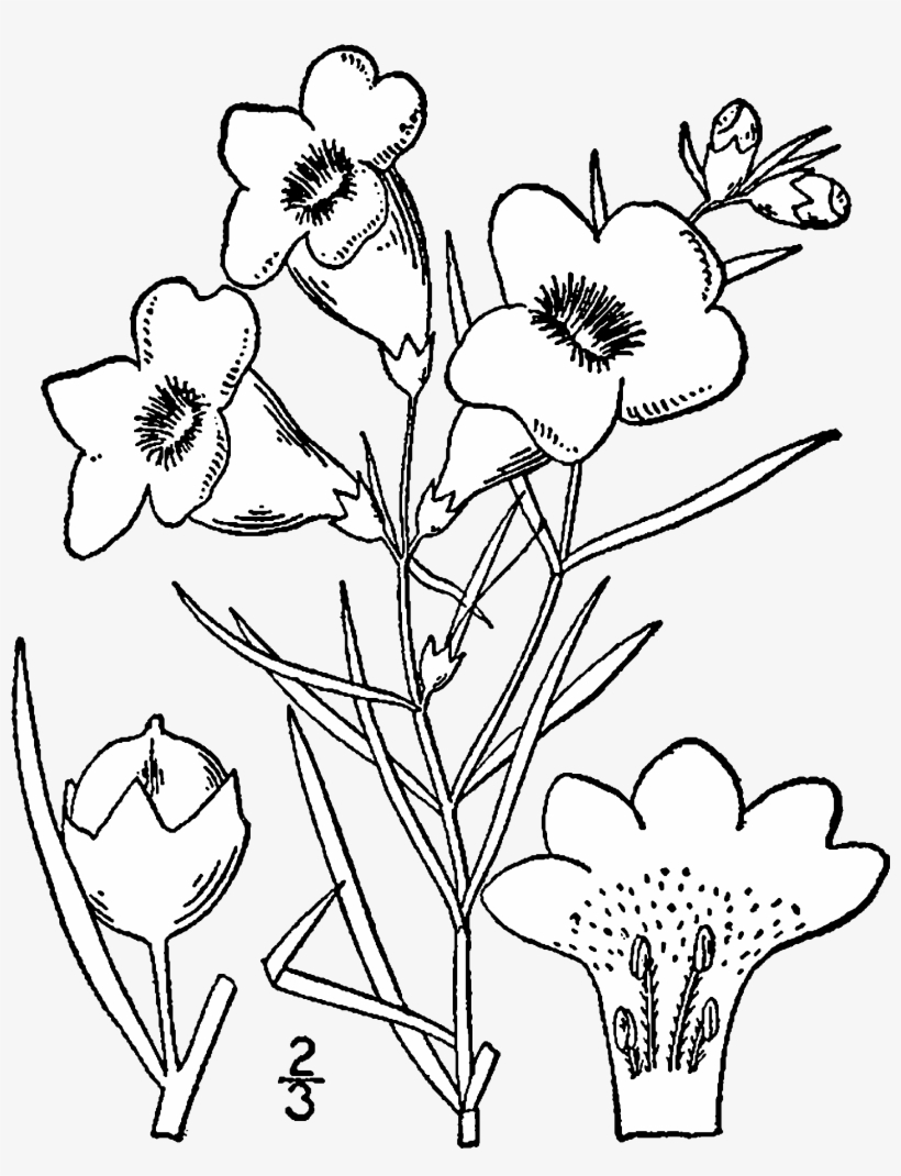 Agalinis Purpurea Drawing - Drawing Png, transparent png #1222637