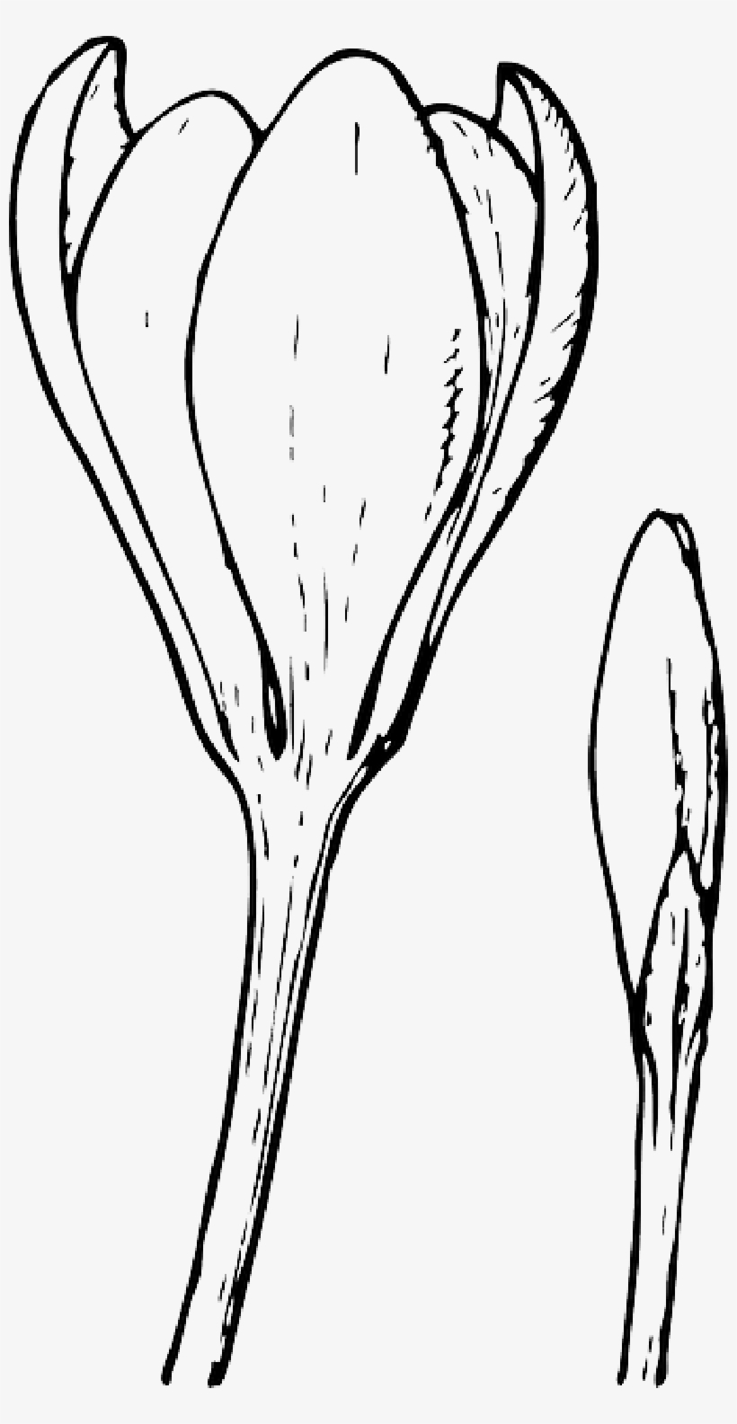 Mb Image/png - Flower Bud Clip Art, transparent png #1224098