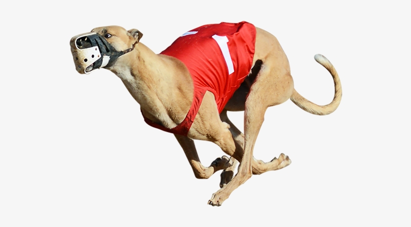 One Of The Greyhounds Racing At Bestbet - Greyhound Racing Png, transparent png #1224508