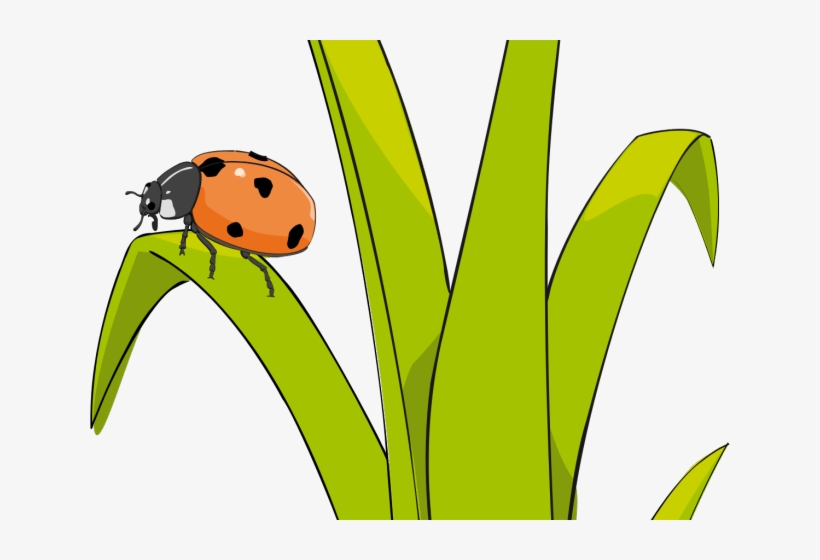 Grass Cartoon - Clipart Ladybug Grass, transparent png #1224939