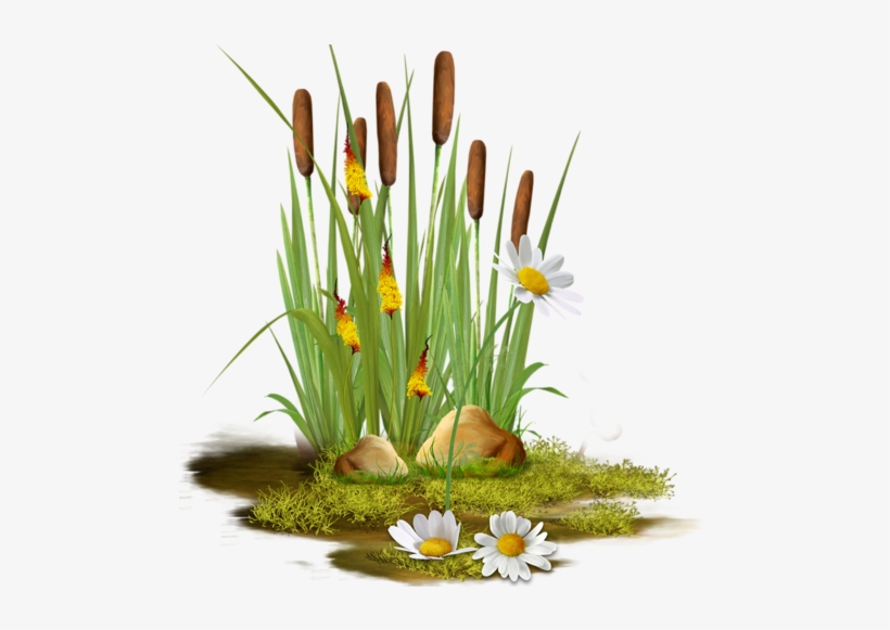 Cattails - Clipart Pond Reeds Transparent, transparent png #1225154