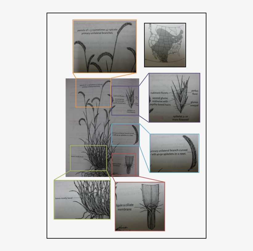 Bouteloua Gracilis, Blue Grama, Grass, Sketch - Blue Grama, transparent png #1227023