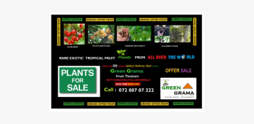 Green Grama World Tropicalfruit Plants - Plants, transparent png #1227263