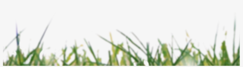 Conect - Sweet Grass, transparent png #1227293
