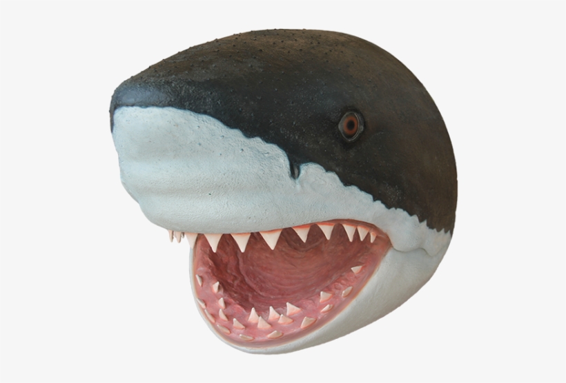 Tiger Shark Dog Puppy Fish - Shark Head Png, transparent png #1228212