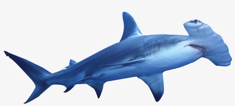 Hammerhead Shark Png, transparent png #1228266