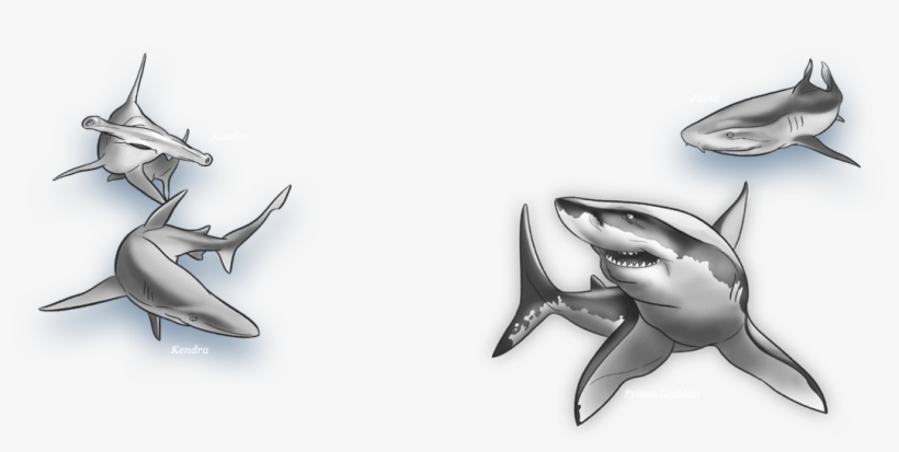 Auzyauzy - Great White Shark, transparent png #1228361