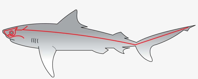 Open - Lateral Line System, transparent png #1229024