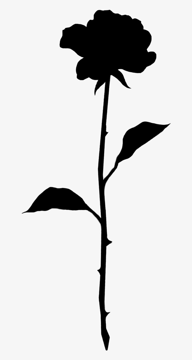 11353 - Garden Roses, transparent png #1229249