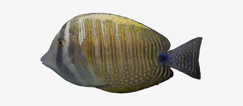 Free Tropical Fish Clip Art - Pomacentridae, transparent png #1229471