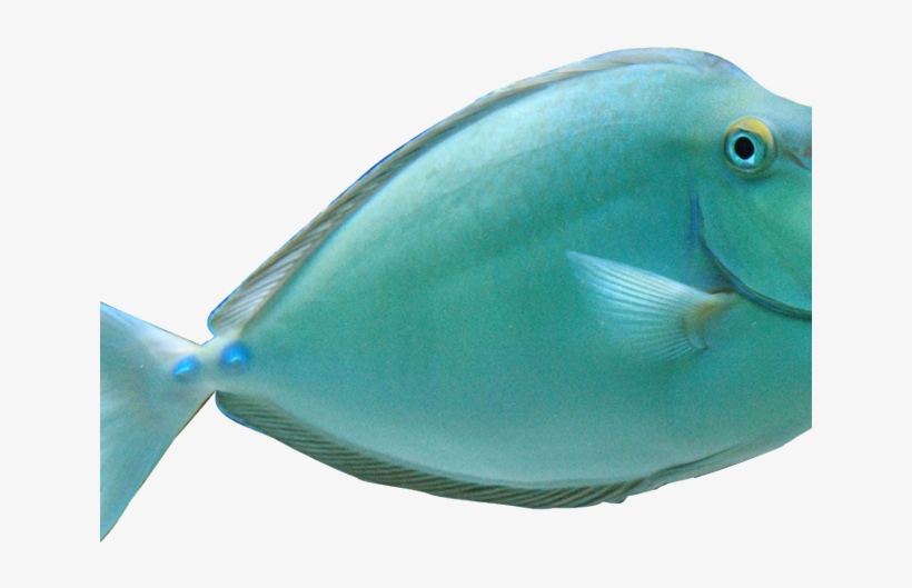 Tropical Fish Clipart Realistic - Unicorn Fish, transparent png #1229581
