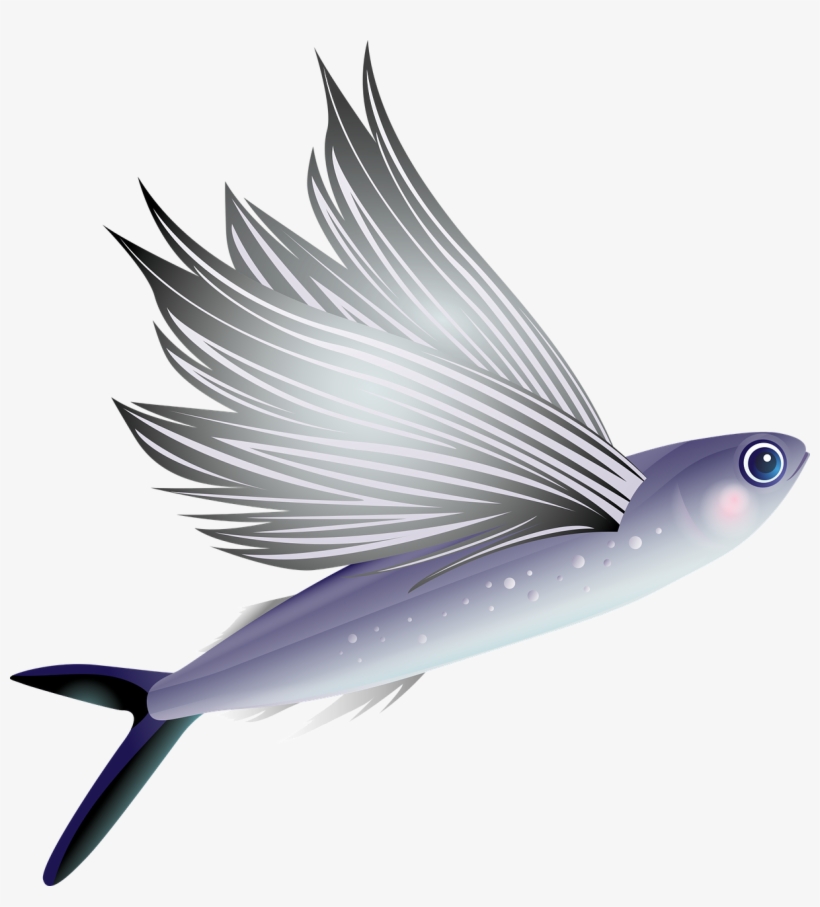 Flying Fish Fish Aquarium - Flying Fish Transparent, transparent png #1229601