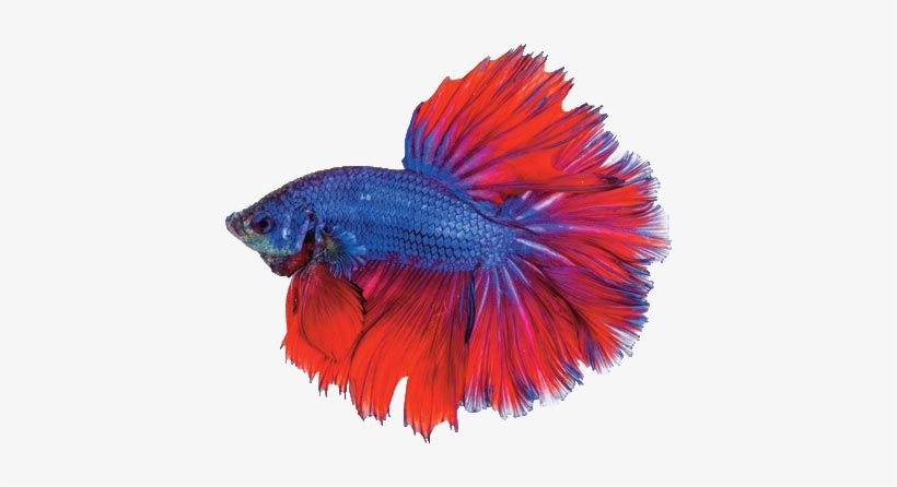 Tropical Fish For Sale Online - Photography, transparent png #1229801