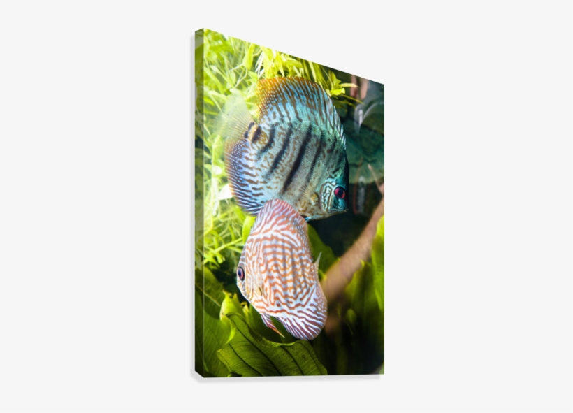 Tropical Fish Canvas Print - Posterazzi Tropical Fish Posterprint 12.00 X 19.00, transparent png #1229867