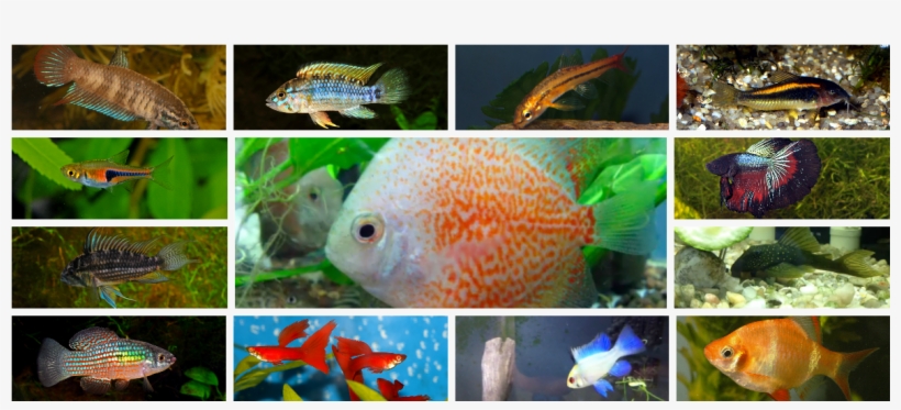 Tropical Fish - Betta Imbellis Female, transparent png #1229911