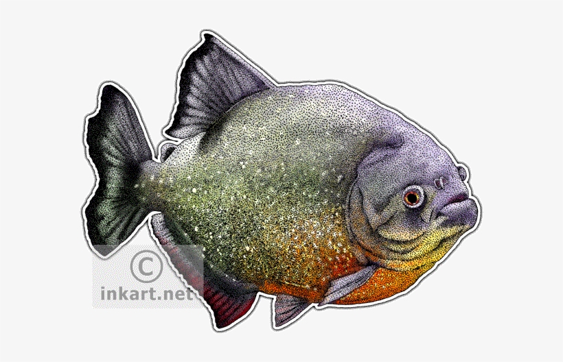 Red-breasted Piranha Decal - Red Bellied Piranha Png, transparent png #1230183