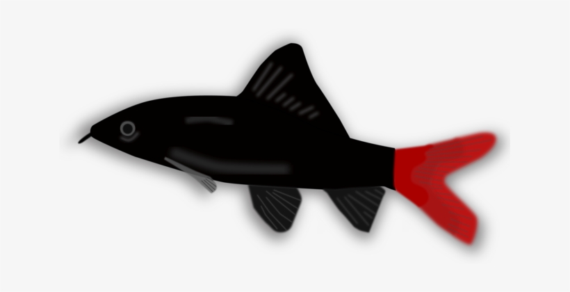 Koi Aquarium Tropical Fish Goldfish - Black And Red Aquarium Fish, transparent png #1230187