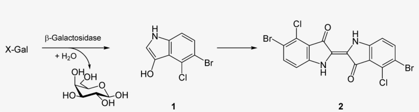 X-gal Reaction - X Gal Reaction, transparent png #1234868